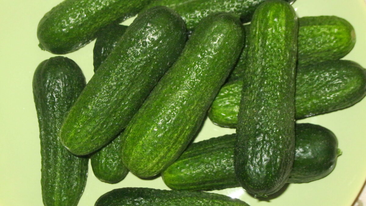 KISELI KORNIŠONI