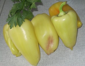 ZIMSKE PUNjENE PAPRIKE