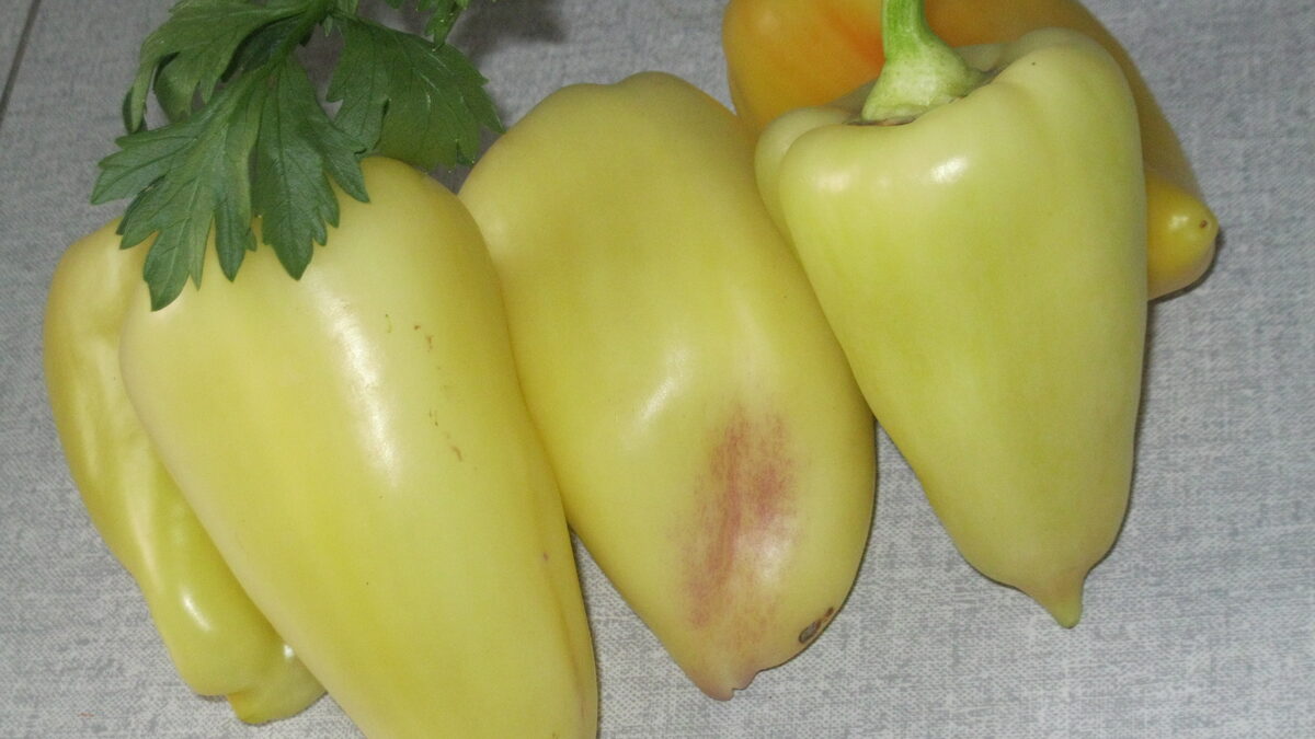 ZIMSKE PUNjENE PAPRIKE