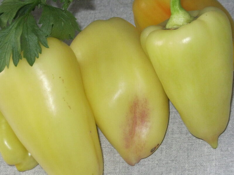ZIMSKE PUNjENE PAPRIKE