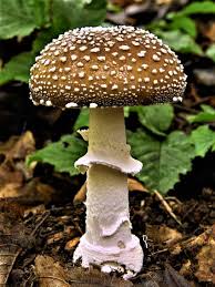 Amanita pantherina — panter pupavka
